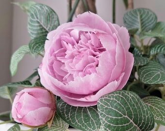Peony with bud.  Wafer paper