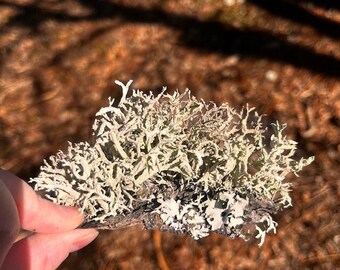 Lichen