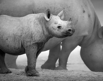 Magnettafel Pinnwand Bild XXL Panorama Nashorn Baby