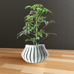 May include: A green leafy plant in a white ceramic pot with vertical ridges. The pot has a rounded base and a wide opening.