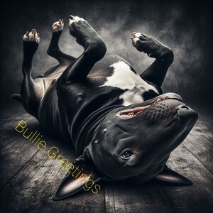 May include: A black and white bull terrier dog lying on its back with its mouth open and tongue sticking out. The dog is on a wooden floor with the text "Bullie Greetings" written in yellow on the floor.