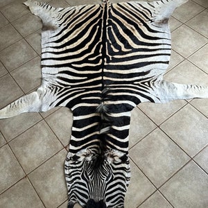 Zebra Skin Hide A Grade Highest Quality New Beautiful Burchell Zebra Hide From South Africa