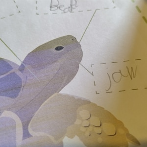 Terrific Tortoises Fact Sheet Activity Pack | Nature Wildlife Learning ...
