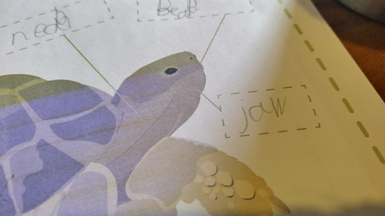 Terrific Tortoises Fact Sheet Activity Pack | Nature Wildlife Learning ...
