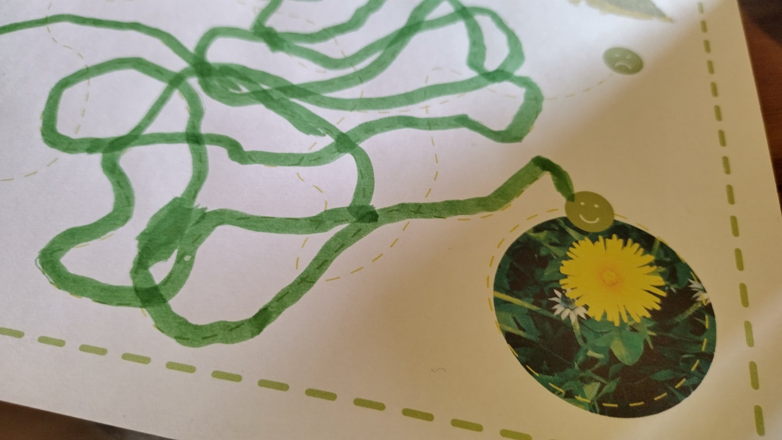 Terrific Tortoises Fact Sheet Activity Pack | Nature Wildlife Learning ...