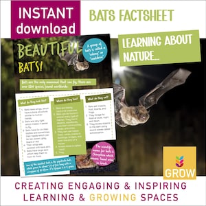 Factsheet Prachtige vleermuizen | Leren over wilde dieren in de natuur | Thuisonderwijs in de klas | printables lezen schrijven | chiropteroloog | 2 maten