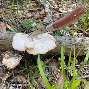 May include: A mushroom knife with a wooden handle and a silver blade is shown cutting into a white mushroom. The knife is resting on a log with the mushroom growing on it. The background includes green grass and foliage.