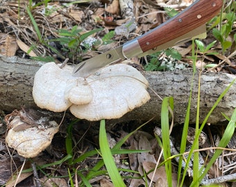 May include: A mushroom knife with a wooden handle and a silver blade is shown cutting into a white mushroom. The knife is resting on a log with the mushroom growing on it. The background includes green grass and foliage.