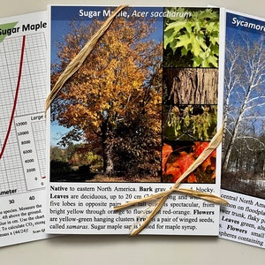 May include: Three educational cards about trees. The first card shows a graph to calculate the biomass of a sugar maple tree. The second card shows a sugar maple tree with a close-up of its leaves, bark, and flowers. The third card shows a sycamore tree with a close-up of its leaves, bark, and fruit. The text on the cards includes the scientific names of the trees, their native ranges, and descriptions of their leaves, bark, flowers, and fruit.
