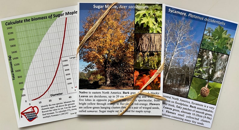 May include: Three educational cards about trees. The first card shows a graph to calculate the biomass of a sugar maple tree. The second card shows a sugar maple tree with a close-up of its leaves, bark, and flowers. The third card shows a sycamore tree with a close-up of its leaves, bark, and fruit. The text on the cards includes the scientific names of the trees, their native ranges, and descriptions of their leaves, bark, flowers, and fruit.