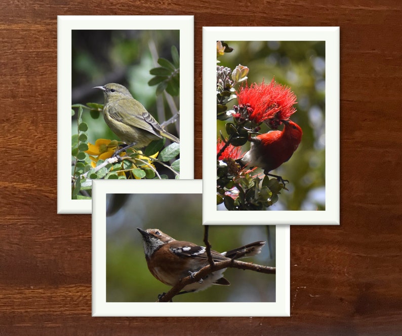 Native hawaiian forest birds photo greeting cards 6 blank note cards
