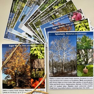 May include: Close-up of a card with a picture of a Sugar Maple tree. The card has the text "Sugar Maple, Acer saccharum" and a description of the tree's characteristics. The card is tied with a brown ribbon.