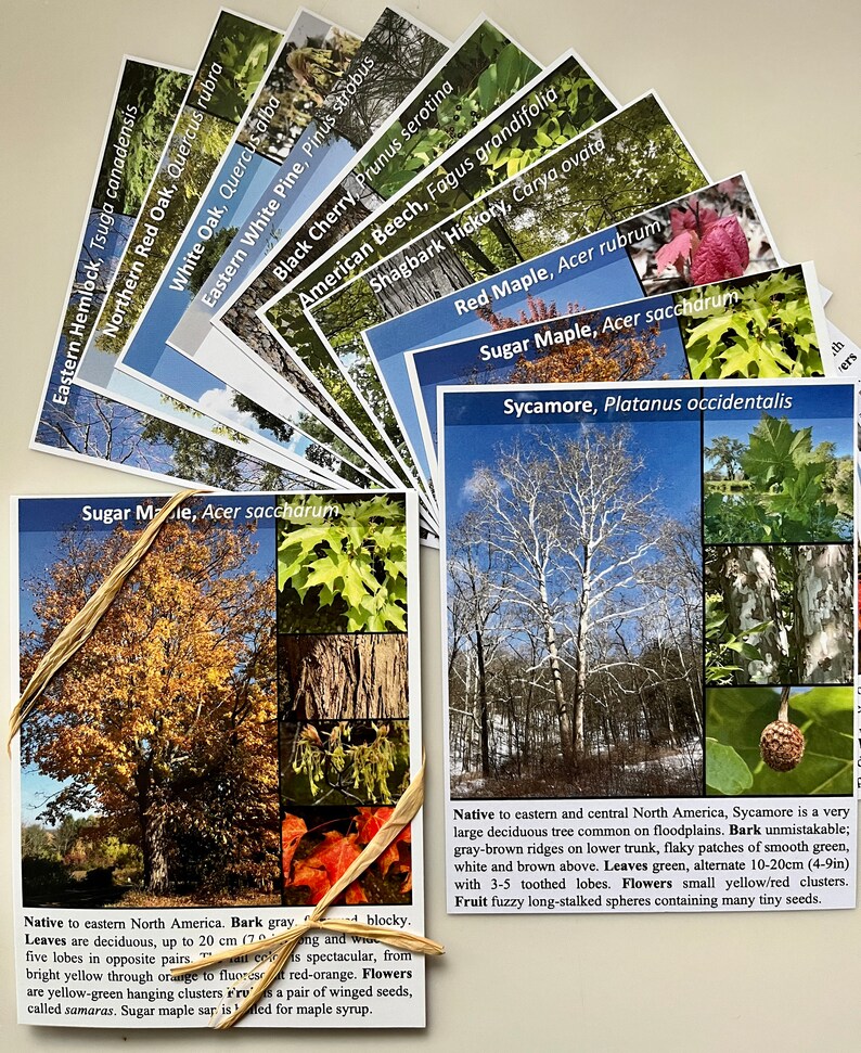 May include: Close-up of a card with a picture of a Sugar Maple tree. The card has the text "Sugar Maple, Acer saccharum" and a description of the tree's characteristics. The card is tied with a brown ribbon.