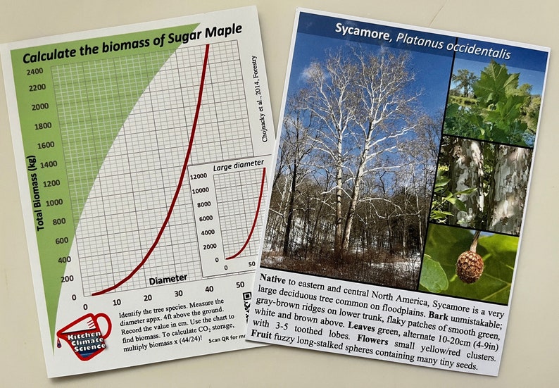 May include: A chart showing the biomass of a Sugar Maple tree in kilograms based on its diameter in centimeters. The chart is divided into a grid with green and red lines. The chart is labeled "Calculate the biomass of Sugar Maple". A second image shows a Sycamore tree with its leaves, bark, and fruit. The text "Sycamore, Platanus occidentalis" is at the top of the image. The text below the image describes the tree's characteristics, including its native range, bark, leaves, flowers, and fruit.