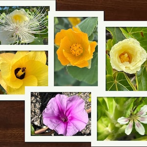 Tarjetas fotográficas de plantas costeras nativas de Hawái