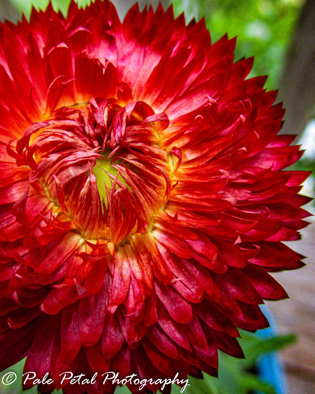 Floer Red Flower Photography Red - Etsy