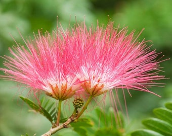 Persian Silk Tree Seeds (50 Seeds)