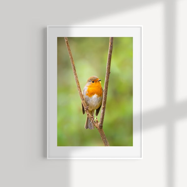 Robin Red Breast Print | Wall Art Print | Nature | Wildlife | Photography