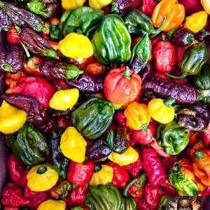 1 Pound Mixed Super Hot Peppers