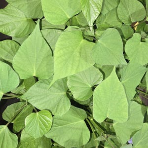 Murasaki Sweet Potatoe Rooted Cuttings 4 pack.