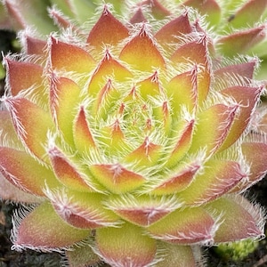 sun sempervivum GOLD DUST new yellow hen and chicks succulent Chick Charms drought tolerant short hardy perennial = 1 Potted Garden Plant