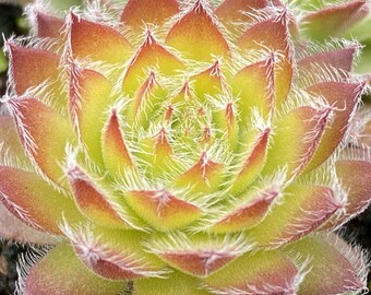 Sedum Mojave Jewels Sapphire – Hardy Perennial Succulent – Bare Root – DPgardens