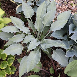May include: A Hosta plant featuring numerous pointed, wavy-edged leaves in a pale, silvery-blue hue. The foliage radiates outward from a central point, displaying prominent veins and smooth textures, with some stems showing a subtle reddish-purple tint.