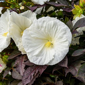 May include: Close-up of white hibiscus flowers with yellow centers, set against a backdrop of dark burgundy leaves. The petals are layered and textured, creating a full, open bloom. The image showcases the natural beauty of the plant.