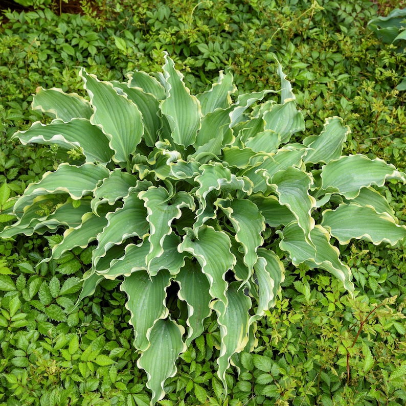 May Hosta Hosta DANCING in the MOONLIGHT Medium New Rare Rippled Blue Hostas ...