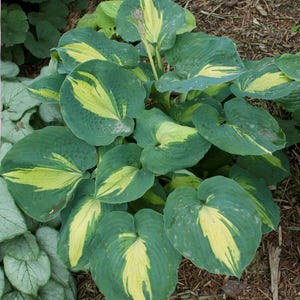 hosta DREAM WEAVER medium thick round corrugated hostas disease-free 2.5&quot; pot = 1 Potted Garden Plant