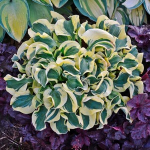 May include: A hosta plant featuring dense, ruffled foliage with a variegated pattern. The leaves display a deep forest green center surrounded by a wide, creamy yellow margin. The plant has a compact, mounded growth habit with overlapping leaves.