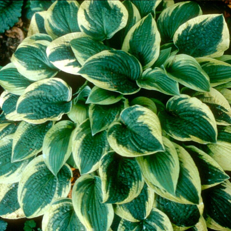 May Hosta Hosta WIDEBRIM Medium Classic Sun Tolerant Heart Shaped Foliage Disease ...
