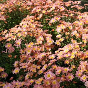 mum SAMBA pink daisy flowers chrysanthemum hardy dendranthemum perennial comes back every year limited = 1 Potted Garden Plant