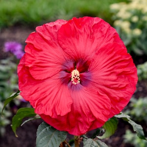 May include: A large, vibrant red hibiscus flower with ruffled, overlapping petals. The center of the bloom features a deep, dark maroon throat surrounding a prominent, pale yellow stamen covered in fine pollen, set against green foliage.