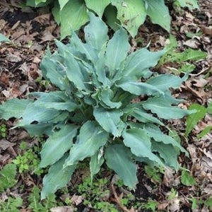 Könnte beinhalten: Eine Hosta-Pflanze mit blaugrünen, lanzettlichen Blättern, die gewellte und gekräuselte Ränder aufweisen. Das Laub wächst in einem dichten, symmetrischen Hügel, wobei die Blätter in einem geschichteten Muster von der Mitte nach außen strahlen.