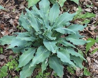 Può includere: Una pianta di hosta con foglie blu-verde a forma di lancia, caratterizzate da bordi ondulati e increspati. Il fogliame cresce in un cumulo denso e simmetrico, con le foglie che si irradiano dal centro della pianta in un motivo sovrapposto.