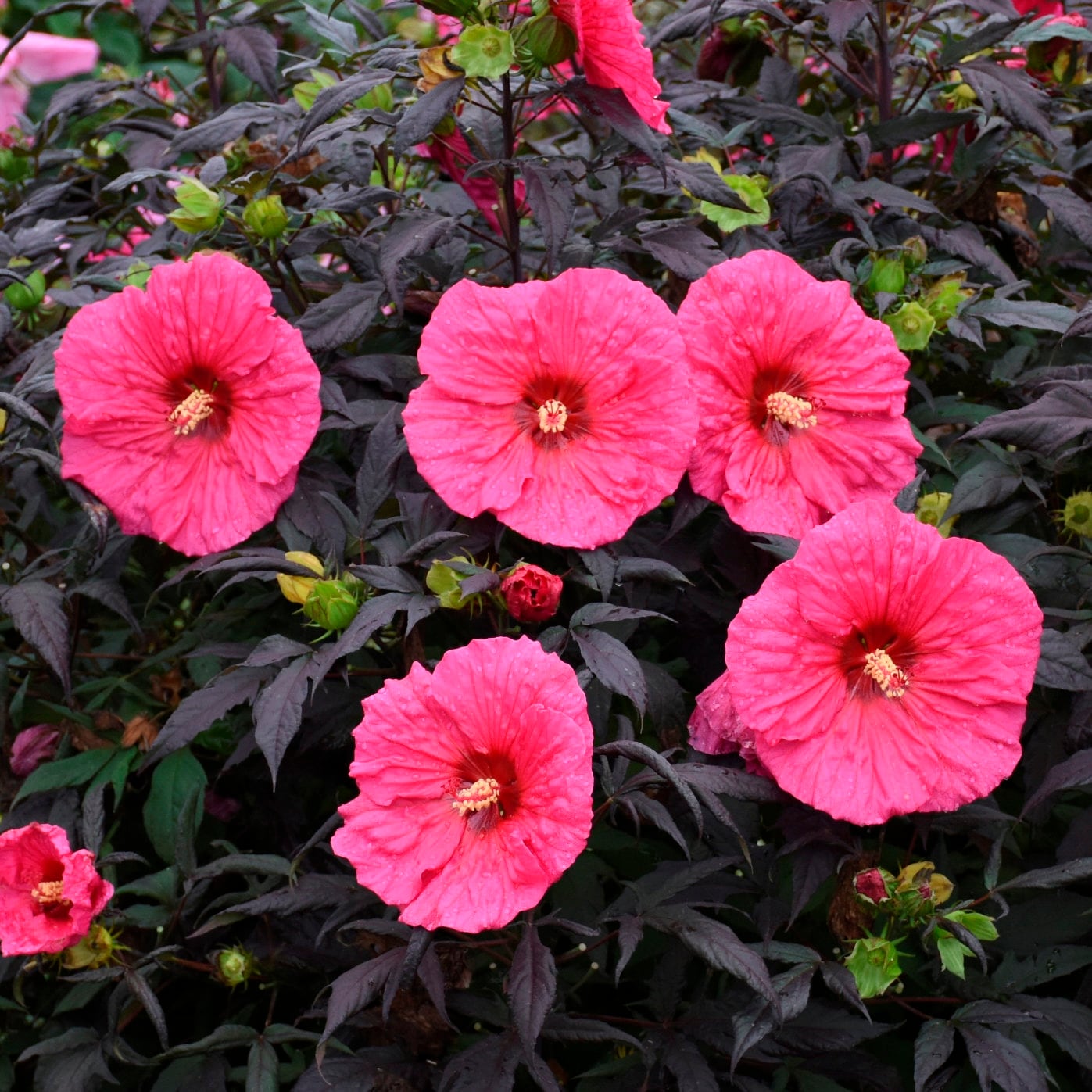 bush hibiscus EVENING ROSE pink unique dark leaf hardy shrub hummingbirds perennial = 1 Potted Garden Plant