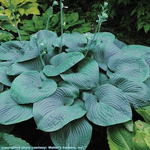 May include: A Hosta plant featuring large, heart-shaped, blue-green leaves with prominent parallel veins and a puckered texture. Several slender, upright green stalks emerge from the center, topped with small, unopened white flower buds.