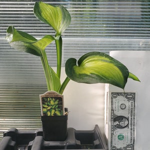 May include: A Hosta 'Captain Kirk' plant in a black plastic pot with a plant tag featuring the name and an image of the foliage. The leaves are variegated with a bright yellow-green center and dark green margins. A one-dollar bill is placed nearby.