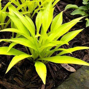 K&ouml;nnte beinhalten: Eine leuchtend chartreusefarbene Hosta-Pflanze mit l&auml;nglichen, spitzen Bl&auml;ttern, die von einer zentralen Basis ausgehen. Das Laub zeigt einen hellen, einfarbigen gelb-gr&uuml;nen Farbton, der einen Kontrast zum dunkelbraunen Rindenmulch bildet.