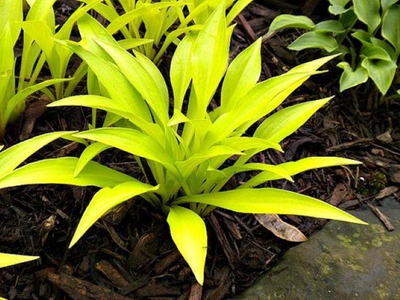 K&ouml;nnte beinhalten: Eine leuchtend chartreusefarbene Hosta-Pflanze mit l&auml;nglichen, spitzen Bl&auml;ttern, die von einer zentralen Basis ausgehen. Das Laub zeigt einen hellen, einfarbigen gelb-gr&uuml;nen Farbton, der einen Kontrast zum dunkelbraunen Rindenmulch bildet.