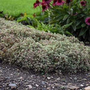 sun sedum STEEL THE SHOW new low mound stonecrop succulent thick hardy perennial = 1 Potted Garden Plant