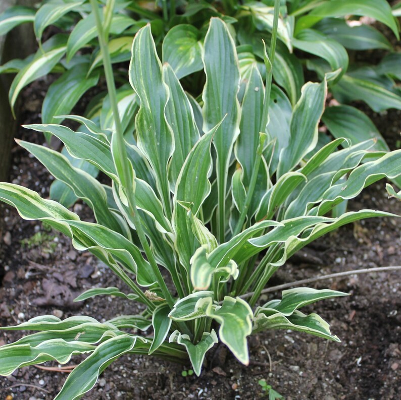 Hosta Razor's Edge Hosta YIPPEE Small Rare New Upright Narrow Lance Shaped Shade Flowers ...