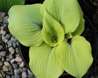May include: A potted Hosta plant featuring broad, heart-shaped leaves in a vibrant chartreuse-yellow color. The foliage displays prominent parallel veins and subtle purple-toned markings at the base of each leaf, with small water droplets visible.