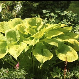 Pu&ograve; includere: Una grande pianta di hosta caratterizzata da ampie foglie a forma di cuore di un vibrante colore verde chartreuse o lime. Il fogliame presenta venature prominenti e profondamente incise, con una superficie testurizzata che forma un cespuglio.