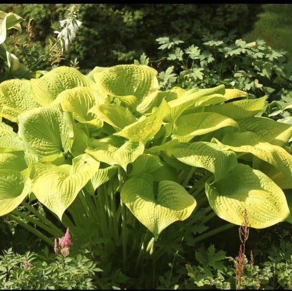 hosta GOLD ELATION [dormant] large unusual new rare yellow pot perennial = 1 Potted Garden Plant