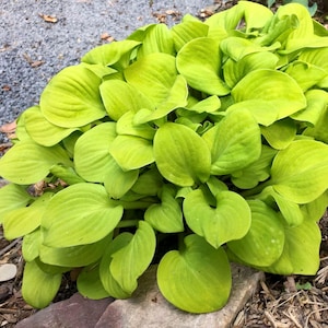 May include: A vibrant, close-up view of a hosta plant with large, heart-shaped, chartreuse leaves. The leaves have prominent veins and a slightly textured surface. The plant is densely packed, creating a lush, full appearance. The background includes small stones and soil.