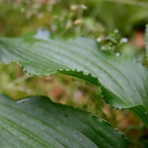 May include: A vibrant green plant leaf with a distinct ribbed texture and a serrated edge. The surface of the leaf displays visible veins running longitudinally from the base to the tip, with a slightly glossy finish and small water droplets.