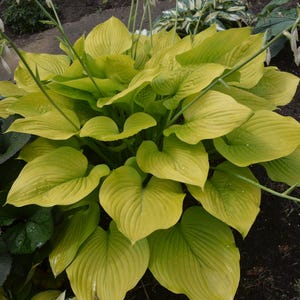 May include: A vibrant hosta plant featuring large, heart-shaped leaves in a bright chartreuse yellow color. The foliage displays prominent parallel veins and a smooth texture, with several slender, upright green stems extending from the center.