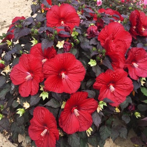 bush hibiscus HOLY GRAIL shrub unique red dark leaf hardy Proven Winners perennial = 1 Potted Garden Plant